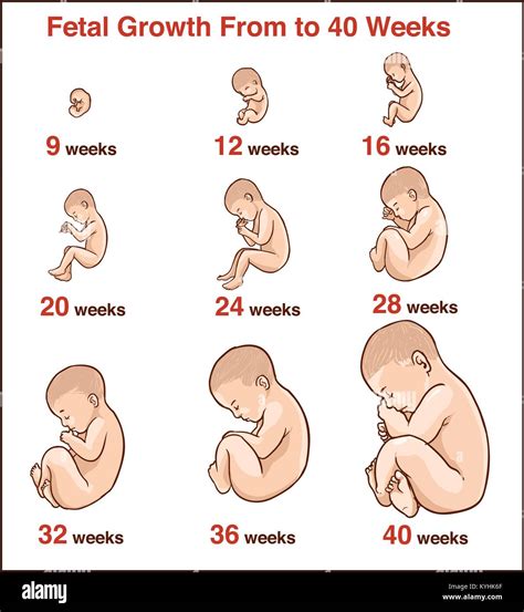 Entwicklung Des Embryos Menschlichen Fötus Wachstum Stadien Der