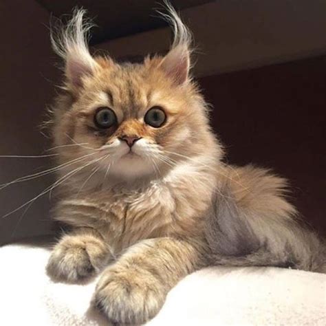 5 Fun Facts All About Fluffy Tufted Kitty Ears Meowingtons