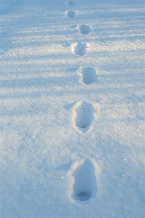 Footprints In Fresh White Snow Closeup Of Footsteps In