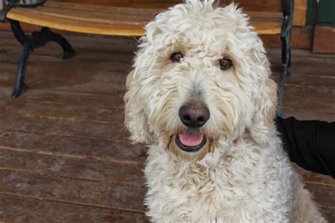 Jazzy is a beautiful sable colored girl. GOLDENDOODLES OF COLORADO: April 2014 F1B Goldendoodles
