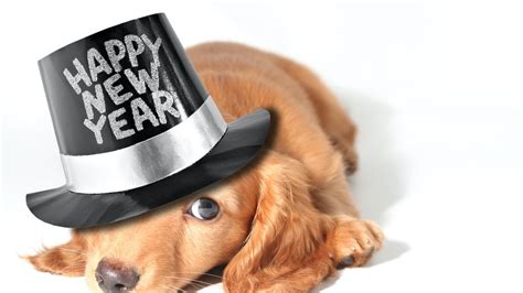 12 Dogs In New Years Eve Hats Who Are Literally Our Spirit Animals