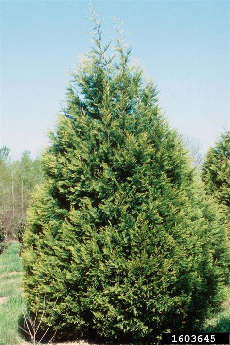 Planting leyland cypress trees is simple, however, there are a few precautions you want to take. Leyland cypress, x Cupressocyparis leylandii (Pinales ...