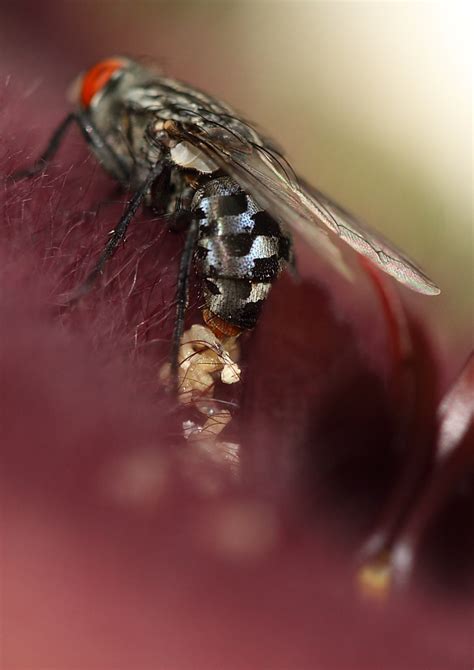 flesh fly giving birth flesh flies give birth to live youn… flickr