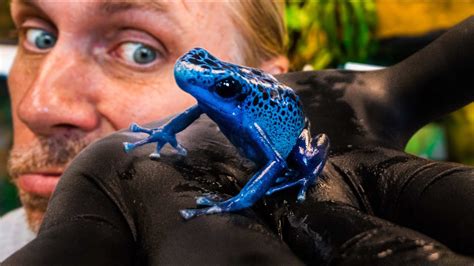 Deadly Poison Dart Frog Will It Kill You Brian Barczyk Youtube