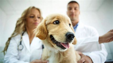 Along with traditional health care services, we also provide holistic health care services for your pets. Animal Services Department