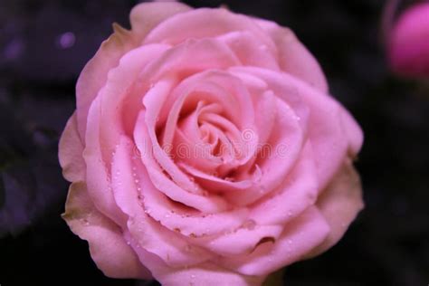 Gently Pink Rose In Full Bloom Stock Photo Image Of Bright Blooming