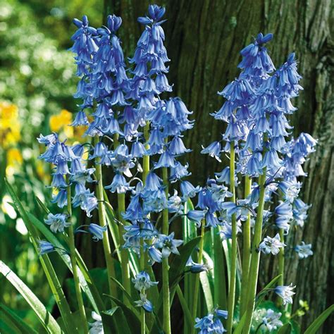 Bluebells Blue Bell Flowers Bulb Flowers English Bluebells