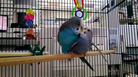 Parakeets Mating Budgies Mating Youtube