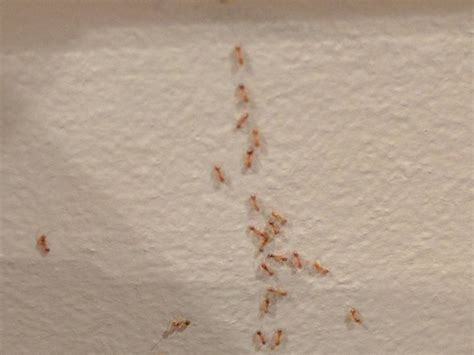 Infestation Of Tiny Bugs Whatsthisbug