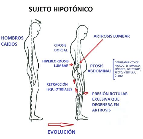 Osteopatía Visceral Carlosteopata