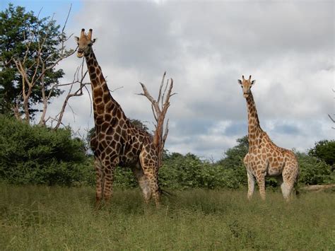 Adriaan Jacobus Olivier The Ecology Of Southern Giraffe Giraffa