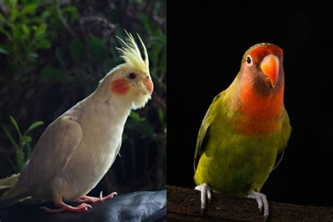 Cockatiel Vs Lovebird Most Important Differences