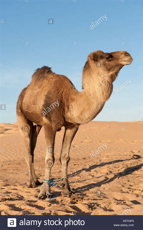 They have an unrivaled capacity to endure long periods without water. Dromedary Camel Stock Photos & Dromedary Camel Stock ...
