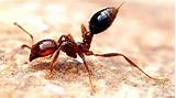Pictures of Fire Ants In House