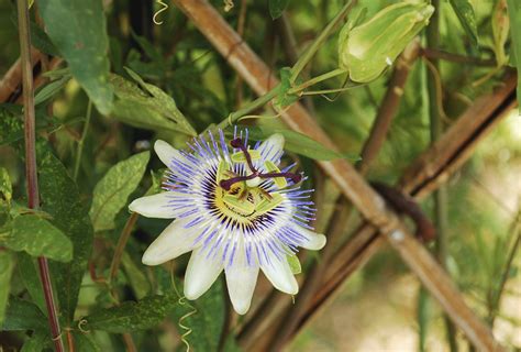 Maybe you would like to learn more about one of these? Transplanting Passion Flower Vines - How And When To Move ...