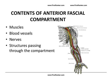 Solution Mbbs Notes First Year Anatomy Acoaandcf Anterior Compartment