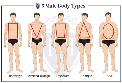 Accesibil Dispreţui Sui Fit Male Body Types Evadare Motivaţie Aduce