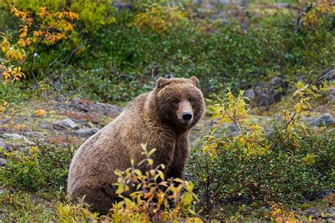 40 Grizzly Bear Facts About The Strongest Bear In The World Facts Bridage