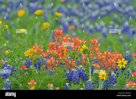 Texas Paintbrush Castilleja Indivisa With Engelmann Daisy And