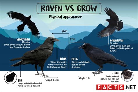 Differences In Physical Characteristics Of Ravens Crows And