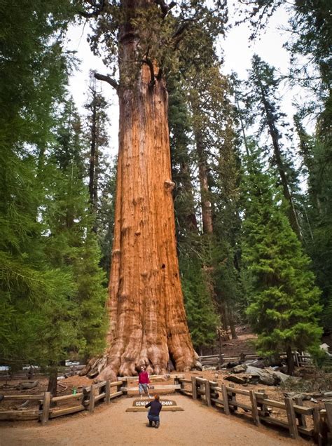Tallest Tree On Planet Hd Pictures Natural Wonders Wonders Of The