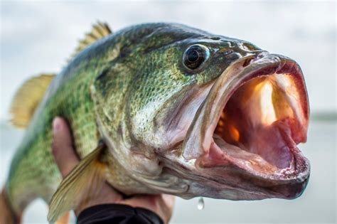 Bass Fishing Should Totally Be An Olympic Sport And Heres Why