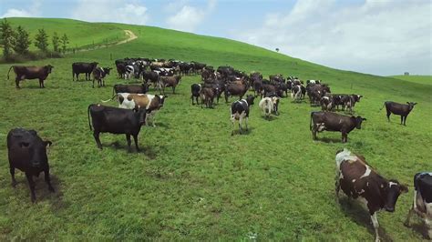 Drone Shot Of Herd Of Cows Grazing On Green Pasture On Hill In New