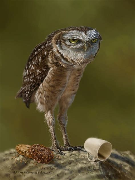 Funny Owls Funny Birds Cute Funny Animals Funny Owl Pictures Animal