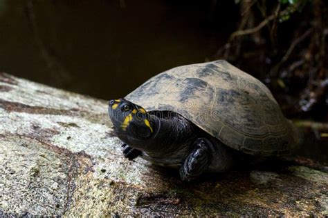 Amazing View Of A Yellow Spotted River Turtle Looking Up Stock Image