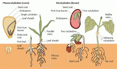The Germination Process Free Zimsec And Cambridge Revision Notes