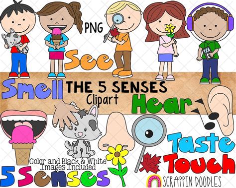 5 Senses Clip Art Five Human Senses Hear See Taste Touch Smell