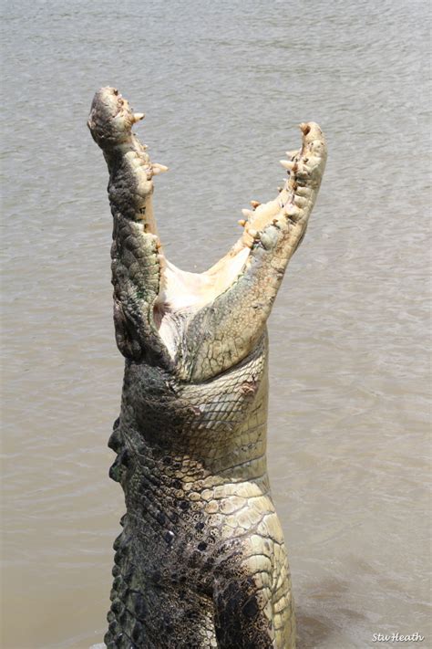 Crocodile Bites Suddenly Savagely The Crocodile Chronicles Australia