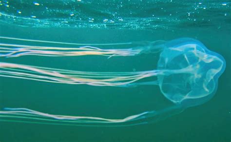 Have Box Jellyfish Made Their Way To Sydney