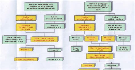 Flow Chart Tatalaksana Rabies Terbaru