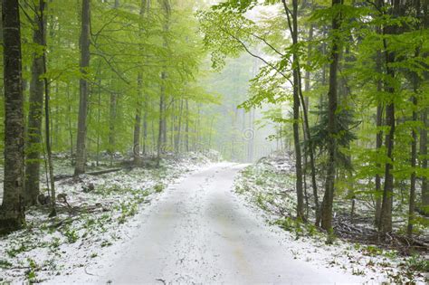Beautiful Green Forest And Snow Stock Image Image Of Tree Woods