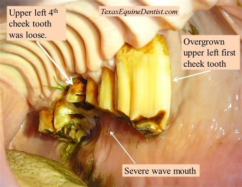 Horse Teeth Anatomy