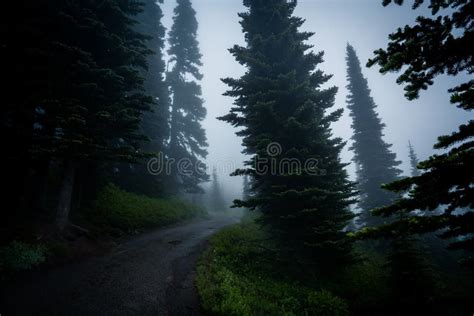 Foggy Forest Cypress Trees In Mount Rainier National Park Stock Photo