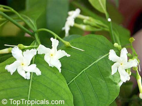 Tabernaemontana Pandacaqui Banana Bush