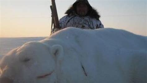Tuktoyaktuk Hunter Brings Down Massive Polar Bear Cbc News