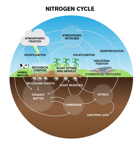 Nitrogen Cycle Steps Process Explanation Diagram