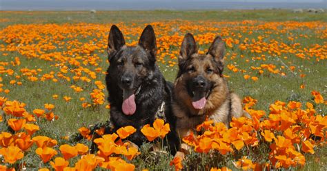 Also, dogs with a sensitive digestive system can be intolerable to a number of foods. German Shepherd Allergies: All You Need To Know - The ...