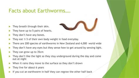 Ppt Earthworms Powerpoint Presentation Free Download Id2445402