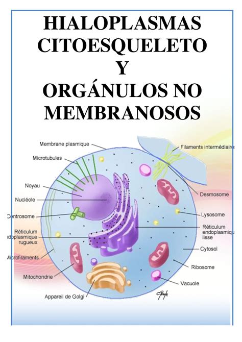 Organelos Membranosos Y No Membranosos De La Celula Compartir Celular