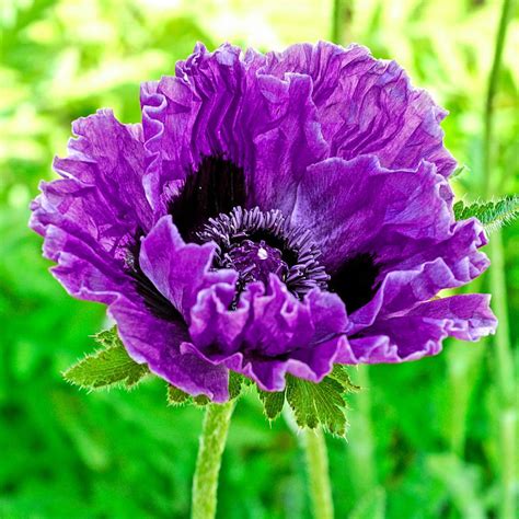 Trim them after their first bloom, and you may see a second wave of small purple flowers that keep pace. Spring Hill Nurseries Central Park Oriental Poppy (Papaver ...