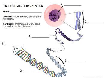 Genetics Levels Of Organization Inb Teaching Biology Genetics