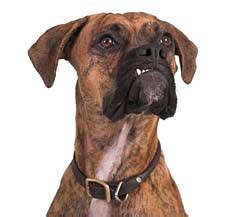 Get the knowledge you need to improve your dental health. Caring for Your Dog's Teeth