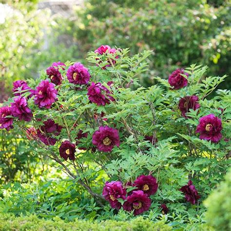 False indigo (baptisia australis) is another great spike bloomer for pairing with peony. Top Tree Peony Varieties | Tree peony, Peony and Flowers