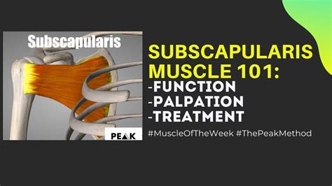 Subscapularis Muscle 101 Function Palpation And Treatment Youtube
