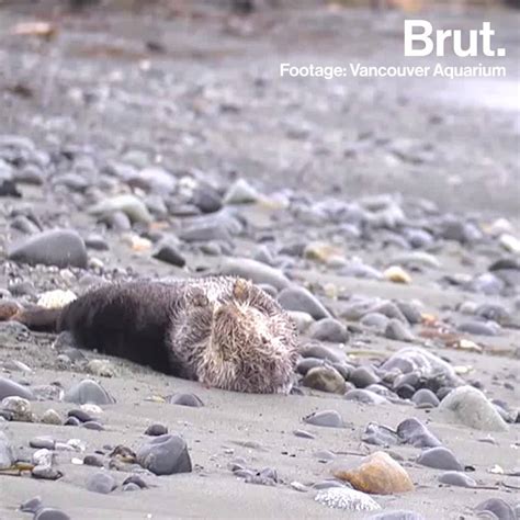 Hundreds Of Sea Otter Are Found Dead Brut