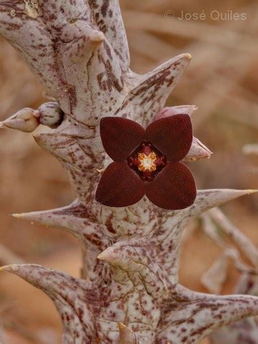 Caralluma Hesperidum